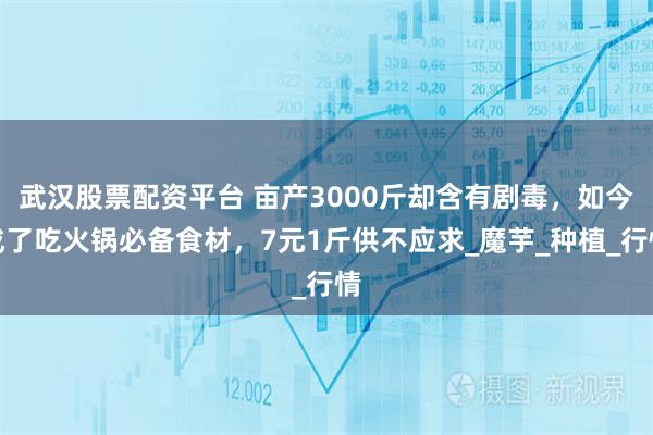 武汉股票配资平台 亩产3000斤却含有剧毒，如今成了吃火锅必备食材，7元1斤供不应求_魔芋_种植_行情